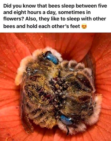 Amazing fact
