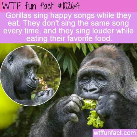 Wtf fact