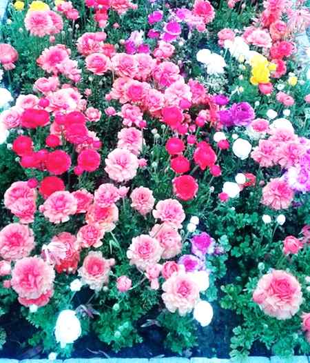 🌹السلام علیکم ورحمتہ اللّٰه وبرکاتہ🌹 صبح_بخیر_زندگی🌹
صَــلَّــی اللّٰـهُ تَـعَالٰـی عَـلَـیْـہِ وَاٰلِــہ وَسَــــلَّم🌹
 والدین💕 کی دعائیں💕 تسبیح کے دانوں کی طرح🍃 ہوتی ہیں جو اولاد کے حق 🍃میں ہر وقت ہر پل 💕تسبیح کے دانوں💕 کی طرح گرتی 🍃رہتی ہیں۔
یا اللّٰه عزوجل یہ دعا💕 مانگنے والے ہاتھ ہمیشہ🍃 سلامت رکـھے۔ اور ان کا سایہ ہم ہر تا دیر 🍃قائم رکھے۔🌹 آمین یارب العالمین🌹
صبح النور🌹