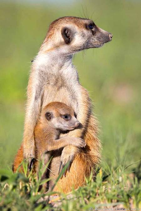 Meekut cuddle cute animal pic🔥🔥👌🏻