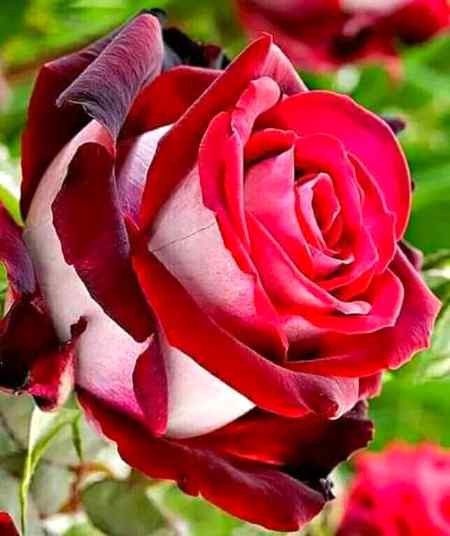 khush rehna seekhiya like flowers always glow