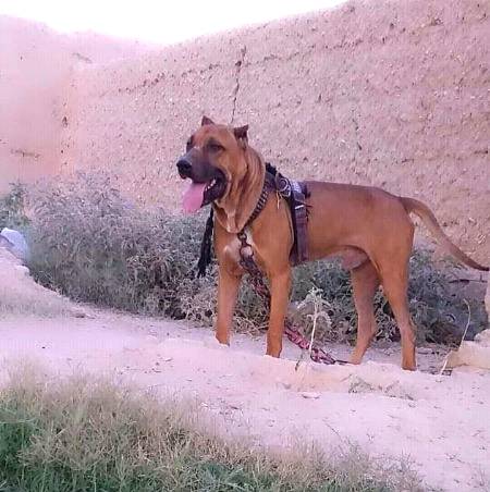👉Dog rakhna kis kis ko pasand he🤨