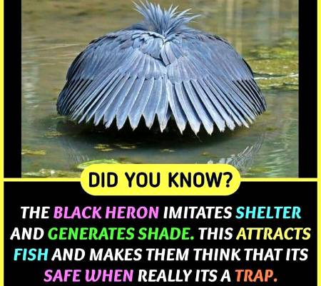 Did you know