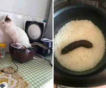 Ohh No that's why I hate Cats