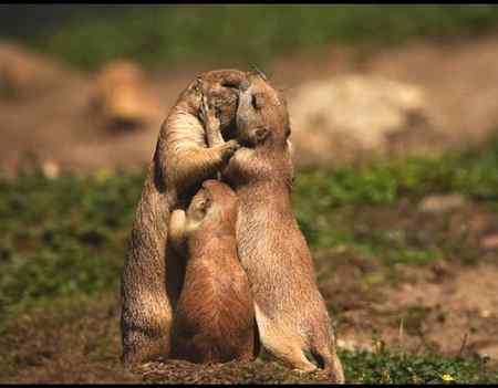A female sea beaver while receiving her husband after a trip in search of food 😍