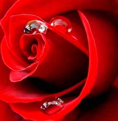 kB do gay ya phool Jana🌹🌹🌹🌷💐cute se wish