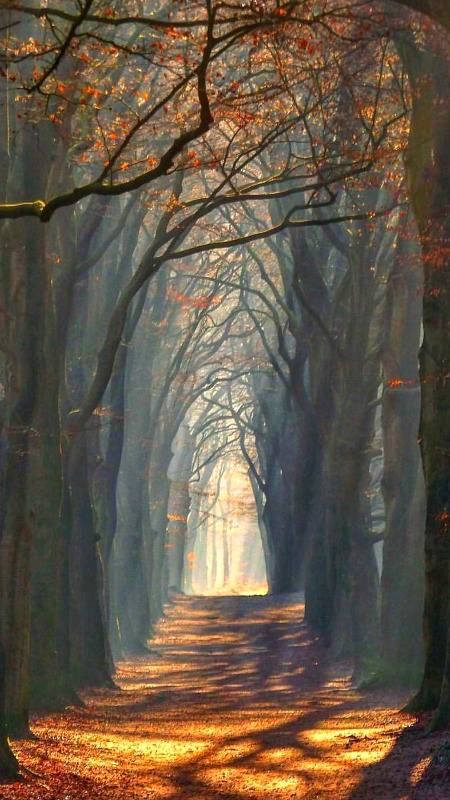Beautiful trees pic ,Nettarlands