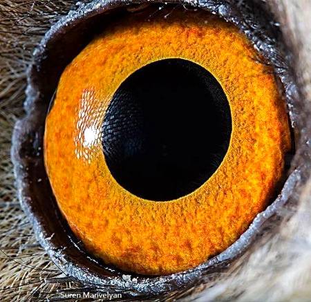Owl eye close up
