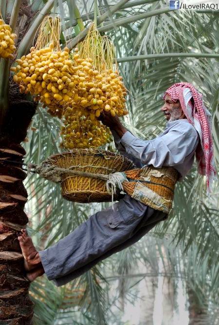 Collecting dates from palm trees in iraq