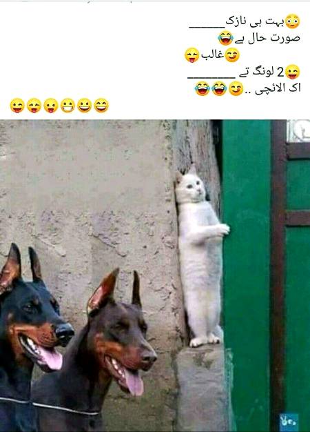 Funny joke