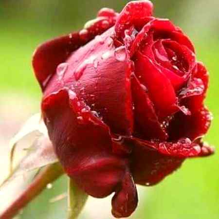 Good evening