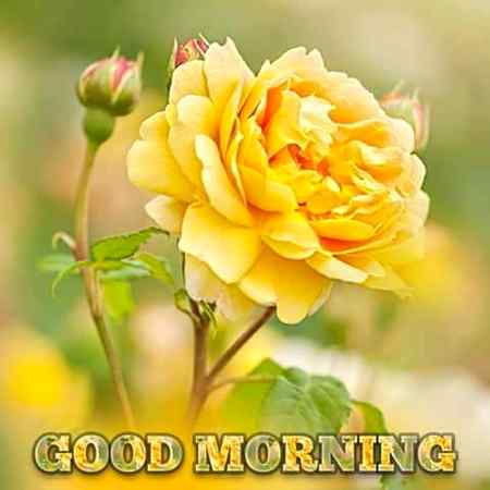 Good morning