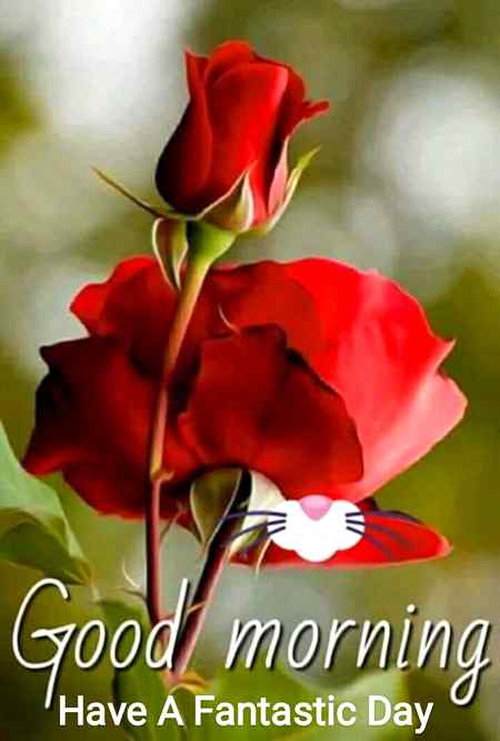 Good morning