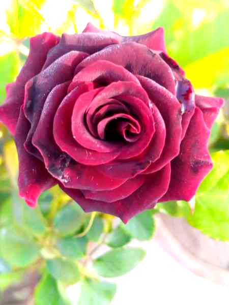 Good morning
