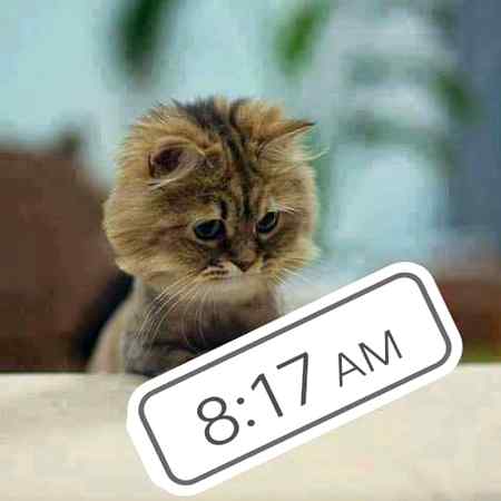 Good morning