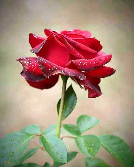 Good night