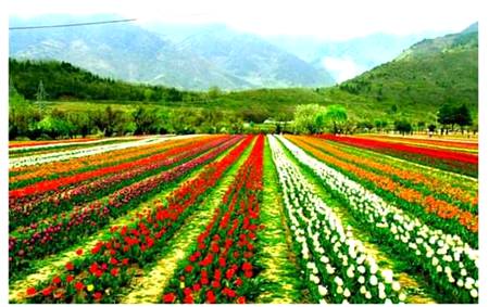 Kashmir