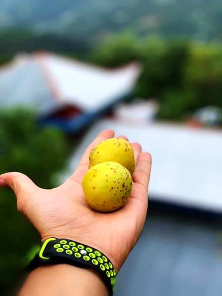 Kashmir