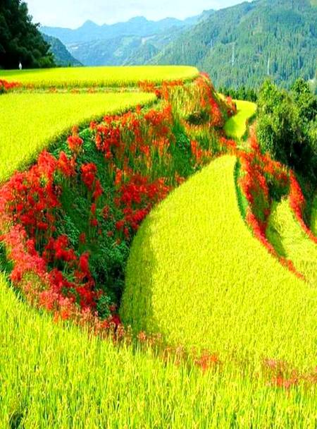 Kashmir