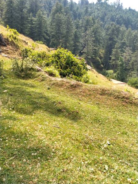 Kashmir