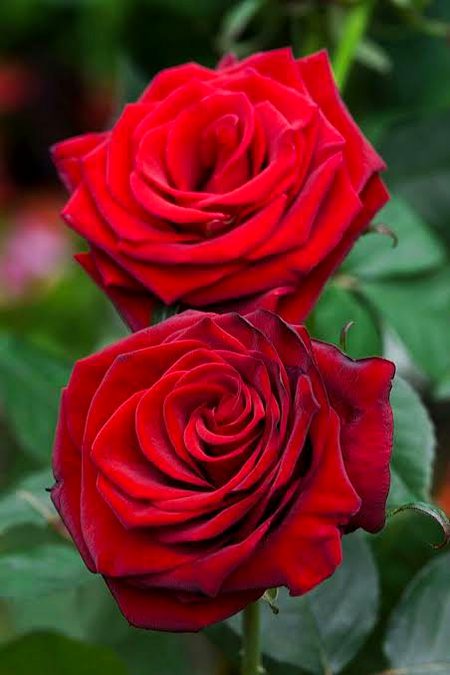 My friends like these flowers