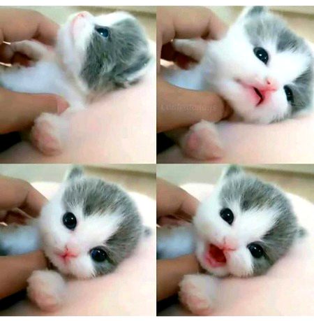 cutest face I have seen 😍