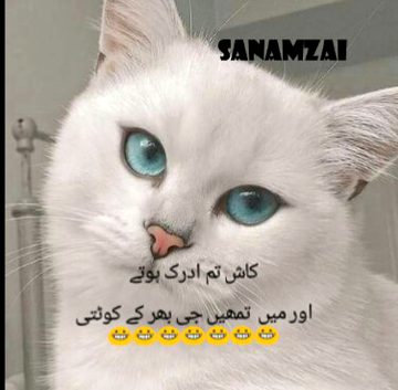 Attitude Quotes image