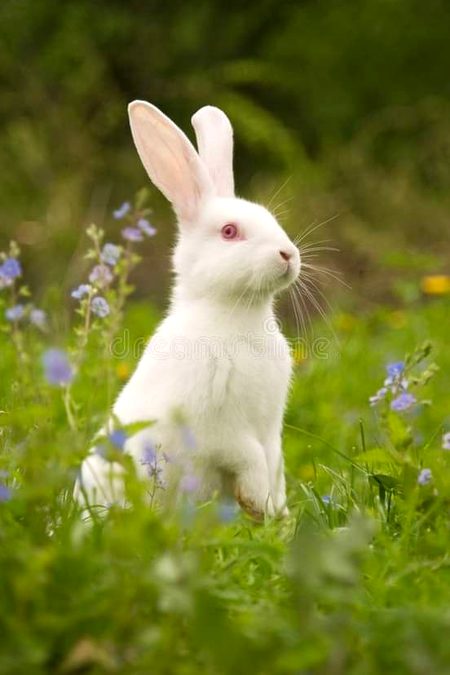 White bunny. And blue flowers