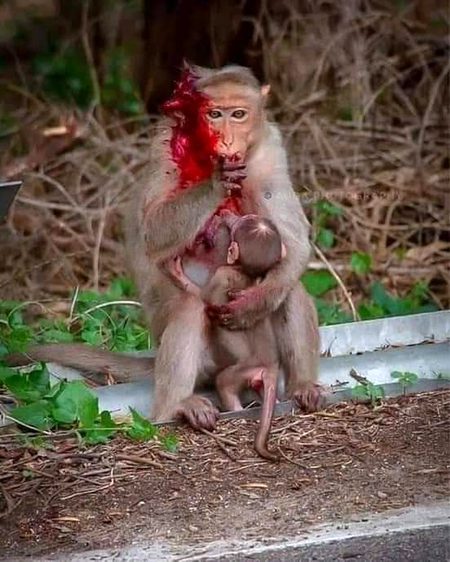 گاڑی دیکھ کر چلائیے صاحب ___😔
ان کے لیے ایمبولینس نہیں آتی ___😣