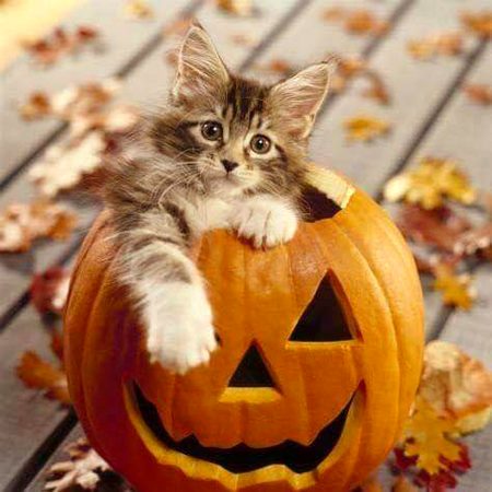Now this is just a cuteness overload pic. 🤗🎃🤗