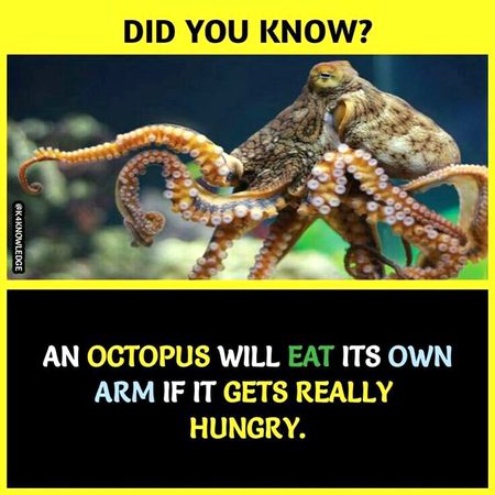 Did  you Know