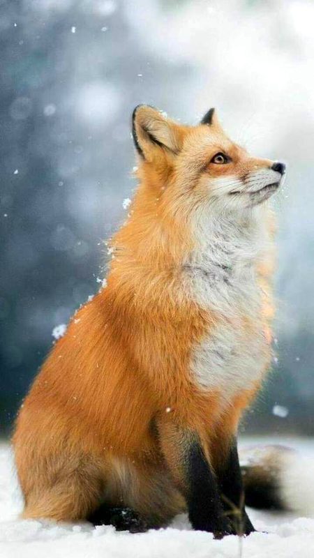 Superbe Fox 🦊🦊