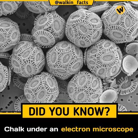 Did you Know