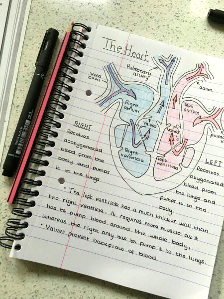 ❤The heart❤