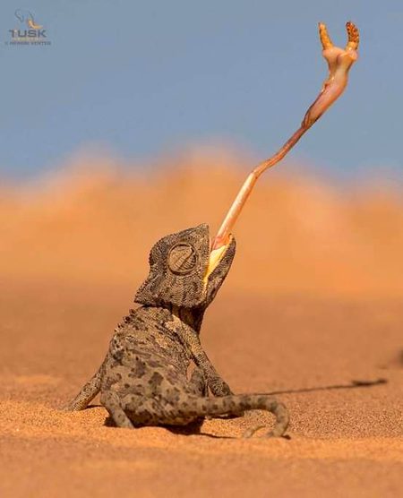 Wild Nature.
You don't have to be hungry to live in nature.
____/It's sad but true!😥😔