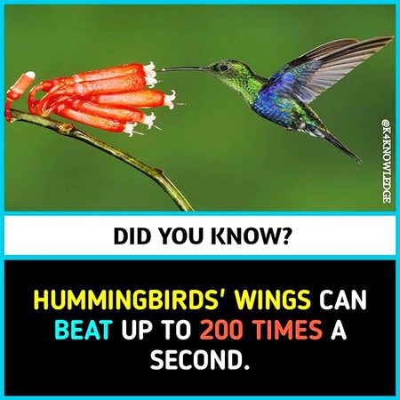 Did you Know