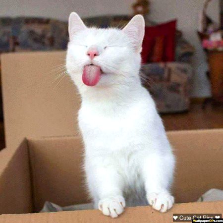 😛😛😺😼😺😼😛😛