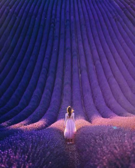 Most Beautiful Lavender Flower Fields In France


instagram