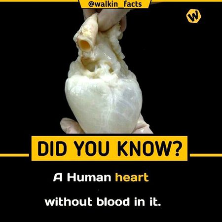Did you Know