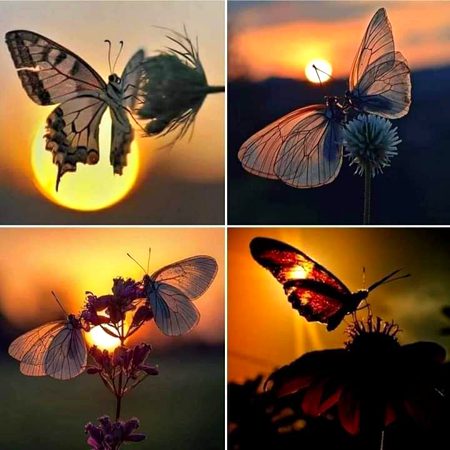 شاميں اداس گزر گئیں دن بھی کڑے ڈھل گئے
گزرتے وقت کے ساۓ مجھے رفتہ رفتہ نگل گئے

گھر کا راستہ ملا نہیں اورجنگلوں میں گم ہوۓ
واپسی کے سب نشان بھی بارشوں میں دُھل گۓ

بلا کی گرم جوشیاں اور حوصلوں کے کوہِ گراں
وقت کی کڑی دھوپ میں دھیرے دھیرے پگھل گۓ

یارو بڑے فرض رکھتے تھے ہم بھی اپنی جان پر
کچھ ہم سے ادا ہوۓ کچھ کشمکش میں نکل  گۓ

دوستانے انتہا کےاور محبتیں بھی غضب کی تھیں
پھر بھی کچھ رشتے پرانے دل سے خود ہی پھسل  گۓ۔؛:)