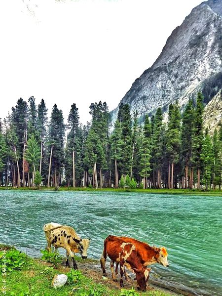 Beautiful Nature image