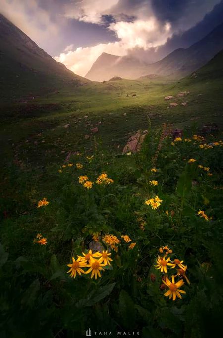 Beautiful Nature image