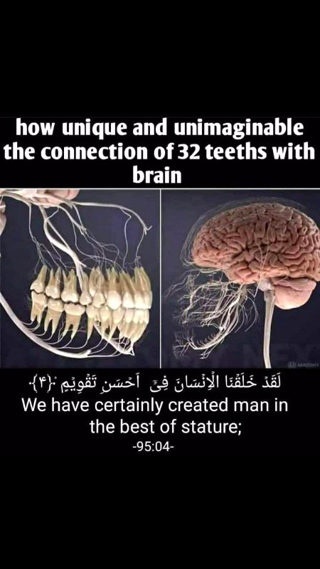 فَبِأَيِّ آلَاءِ رَبِّكُمَا تُكَذِّبَانِ
“Then, which of the favours of your Lord will you deny?”