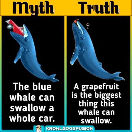 Did you Know