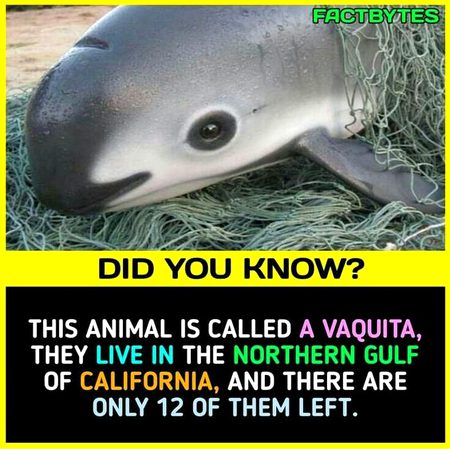Did you Know