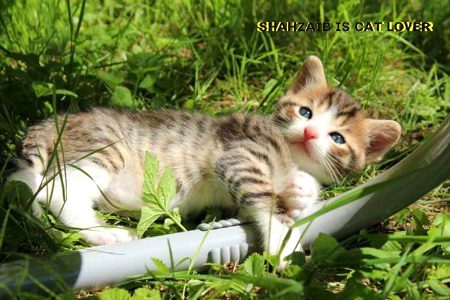 sʜᴀʜᴢᴀɪʙ, y r u cat Lover 😟