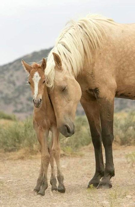 Just looking at the mamma horse you can just see the love she has for her colt. So beautiful ❤️
