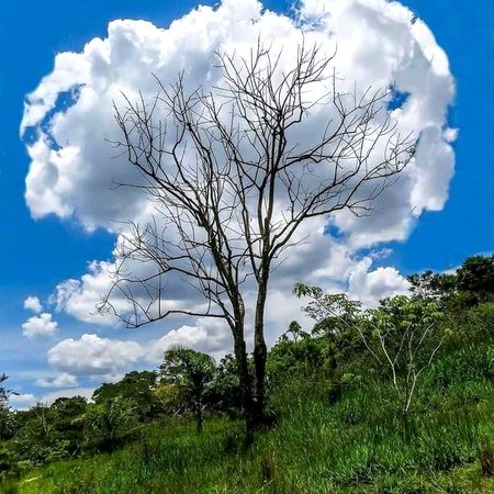 clouds tree😍😍