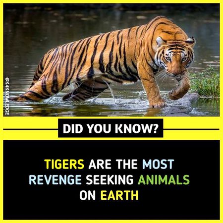 Did you Know