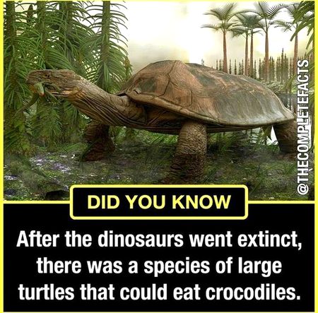 Did you Know